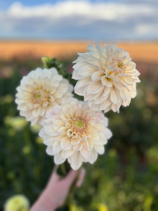 Everbloom First Dance (N/A 2025)