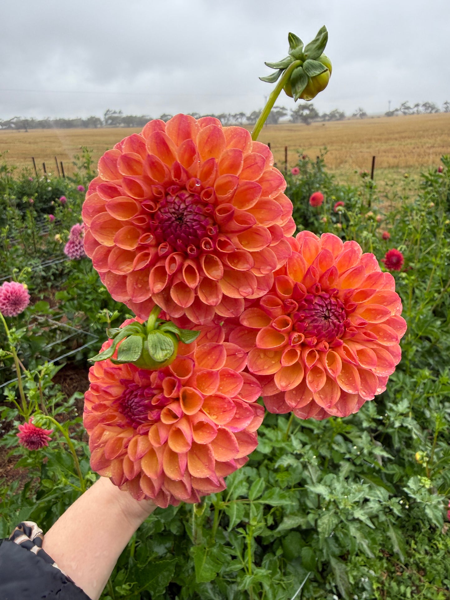 Parklea KB