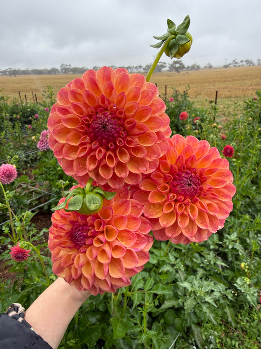 Parklea KB