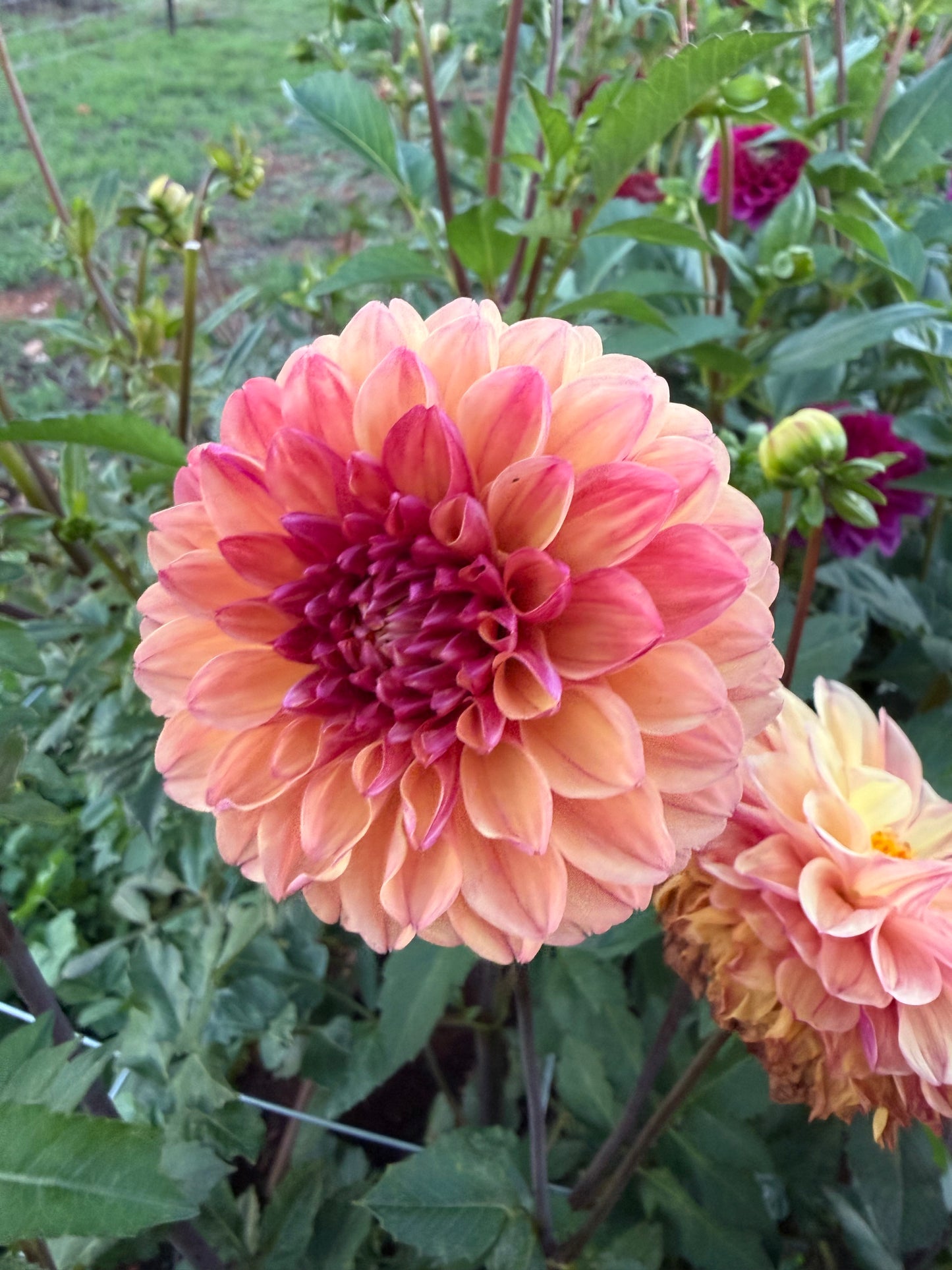 Unknown Burnt Orange