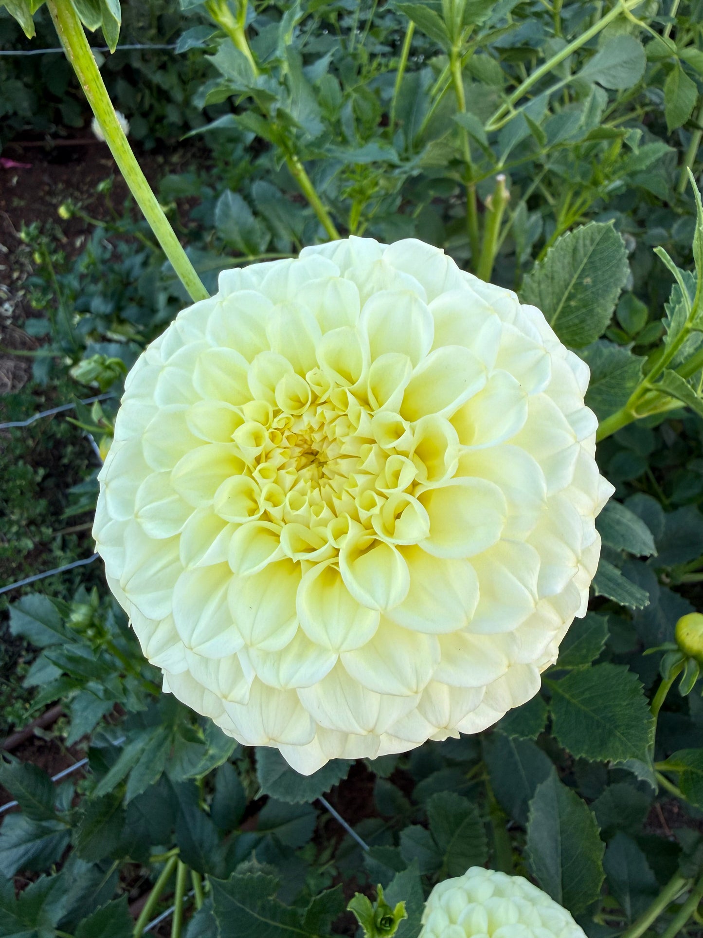 Florelie Winter Sunshine
