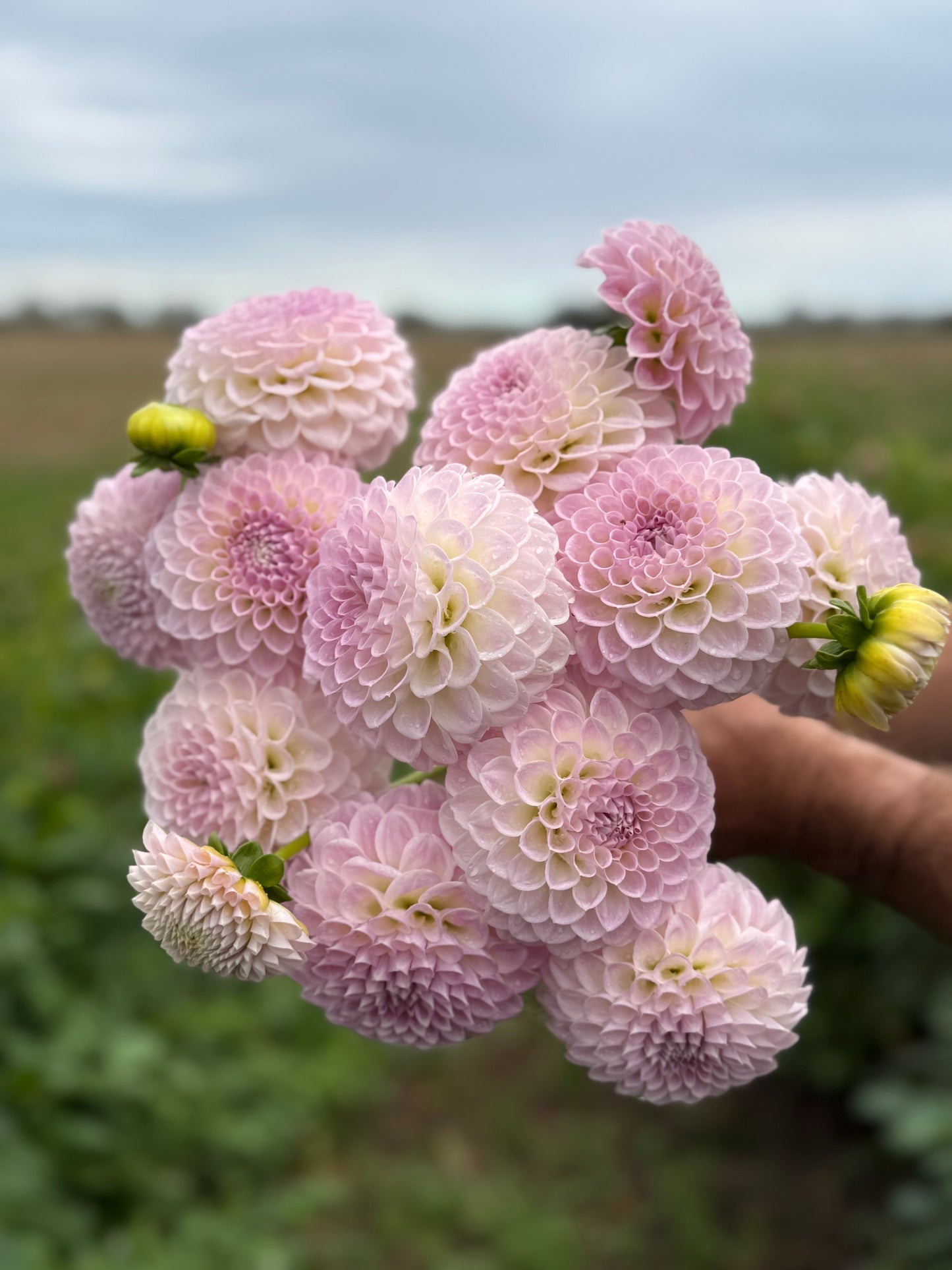 Brian’s Dream Seed