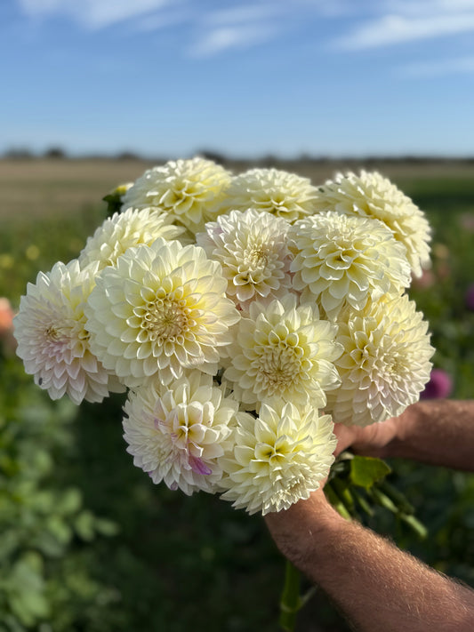 Florelie Grace Seeds