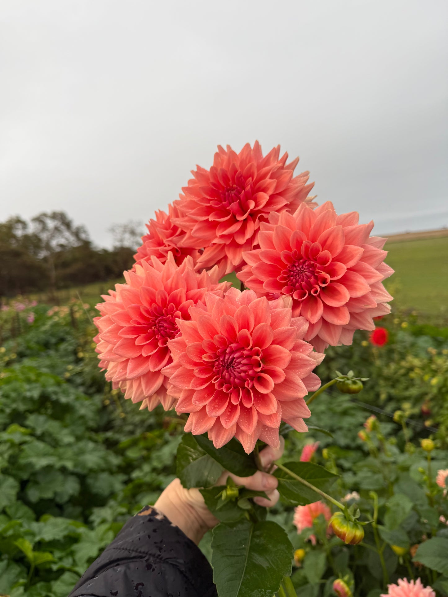 WV’s Victorian Blush