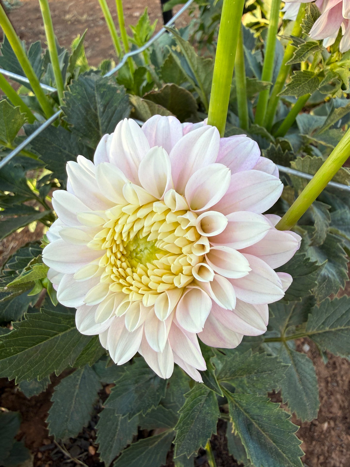 Florelie Tiara