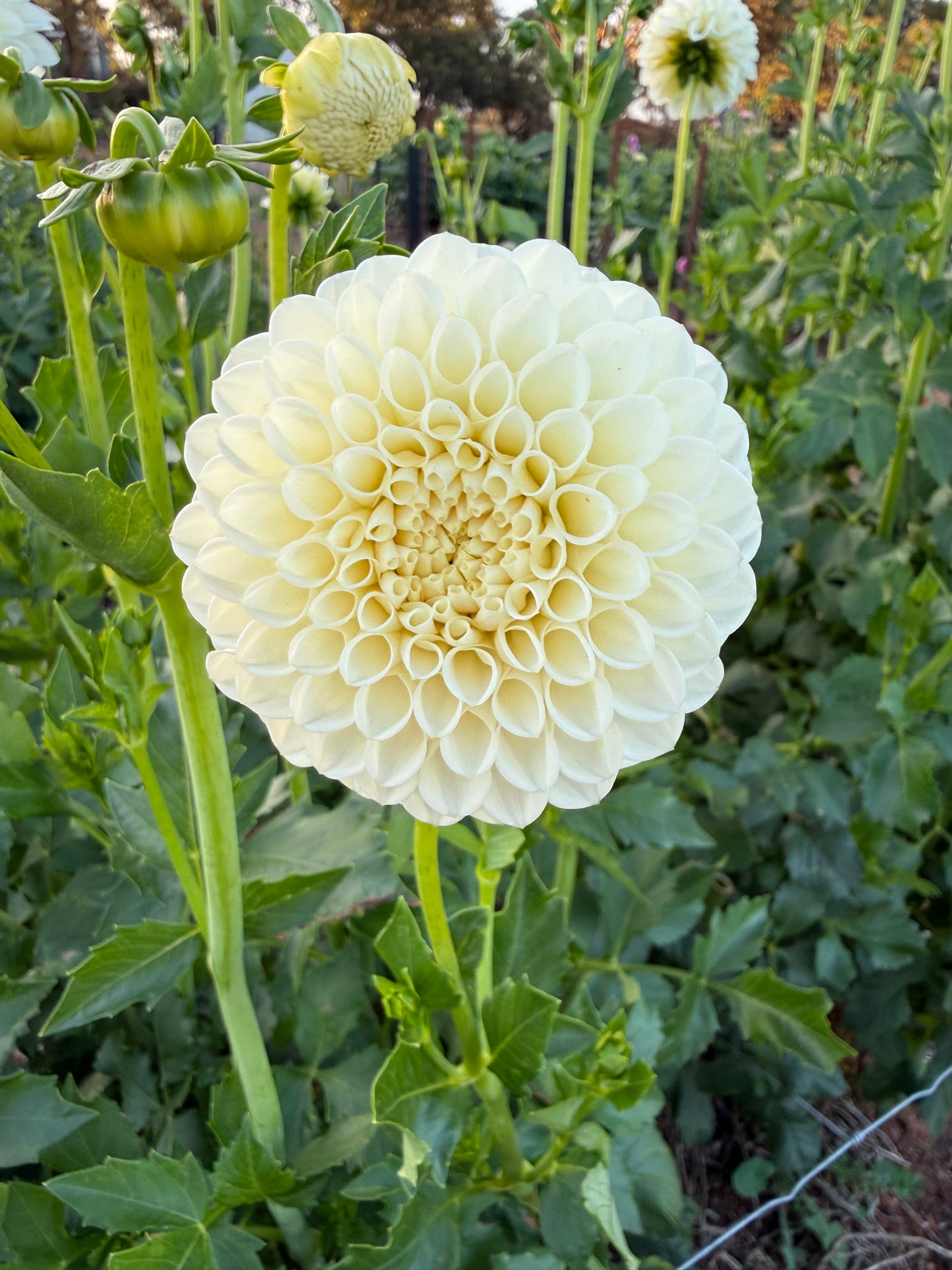 Ryecroft Jan Seeds