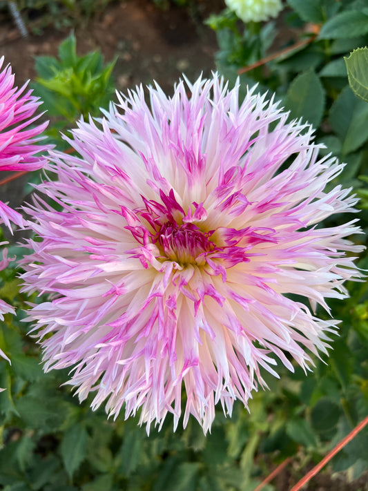 Pinelands Princess