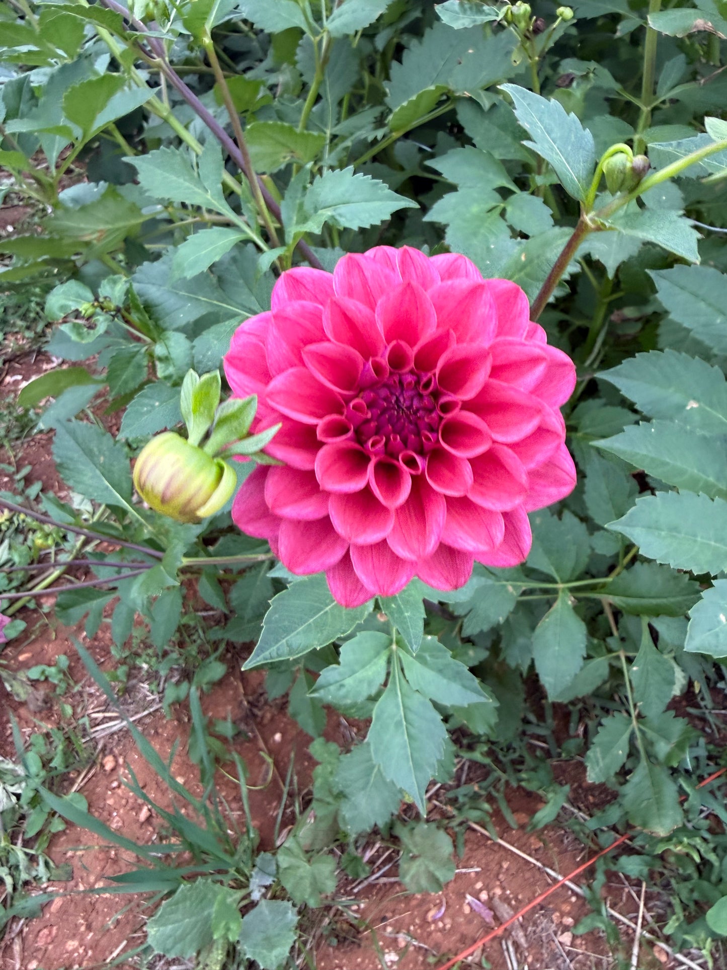 Dusty Rose