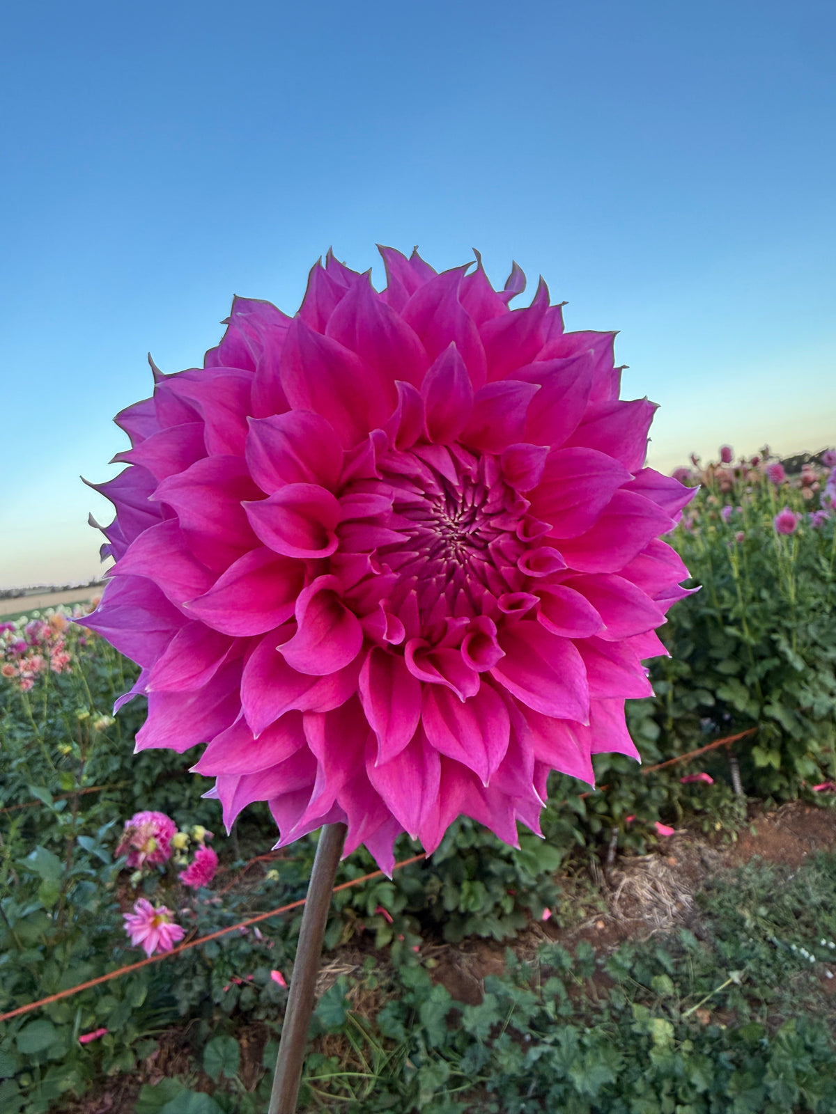 Angie’s Fuchsia