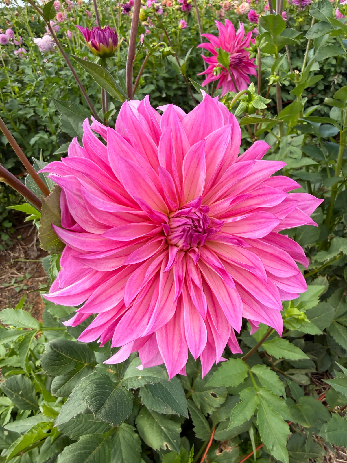 Florelie Megan