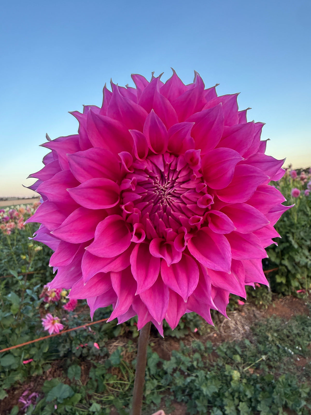 Angie’s Fuchsia