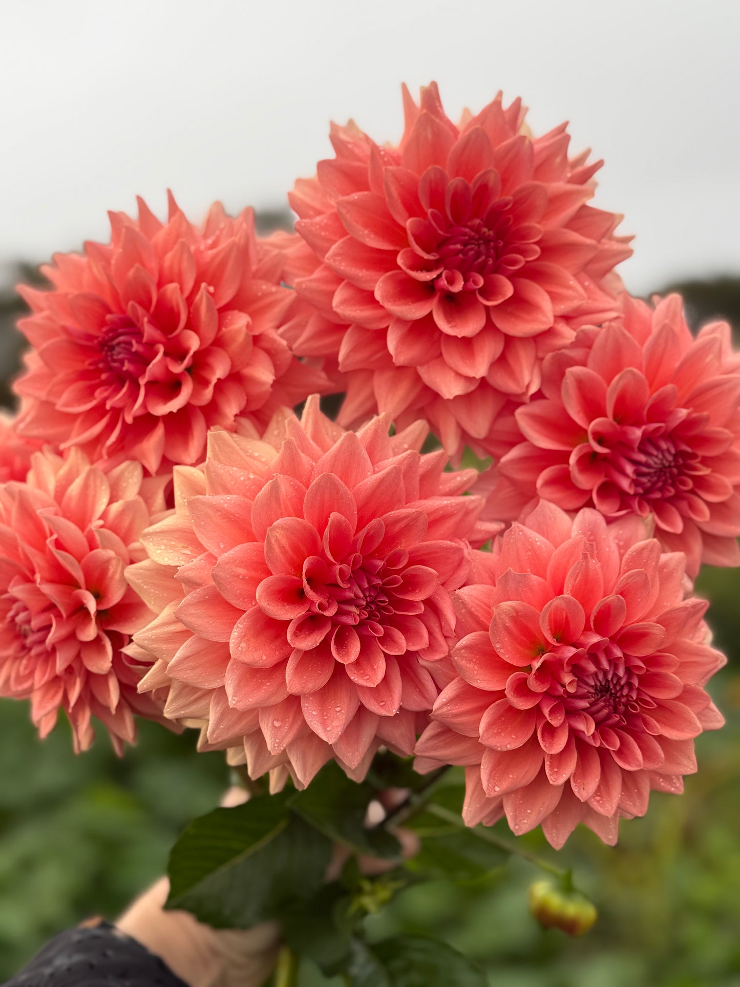 WV’s Victorian Blush