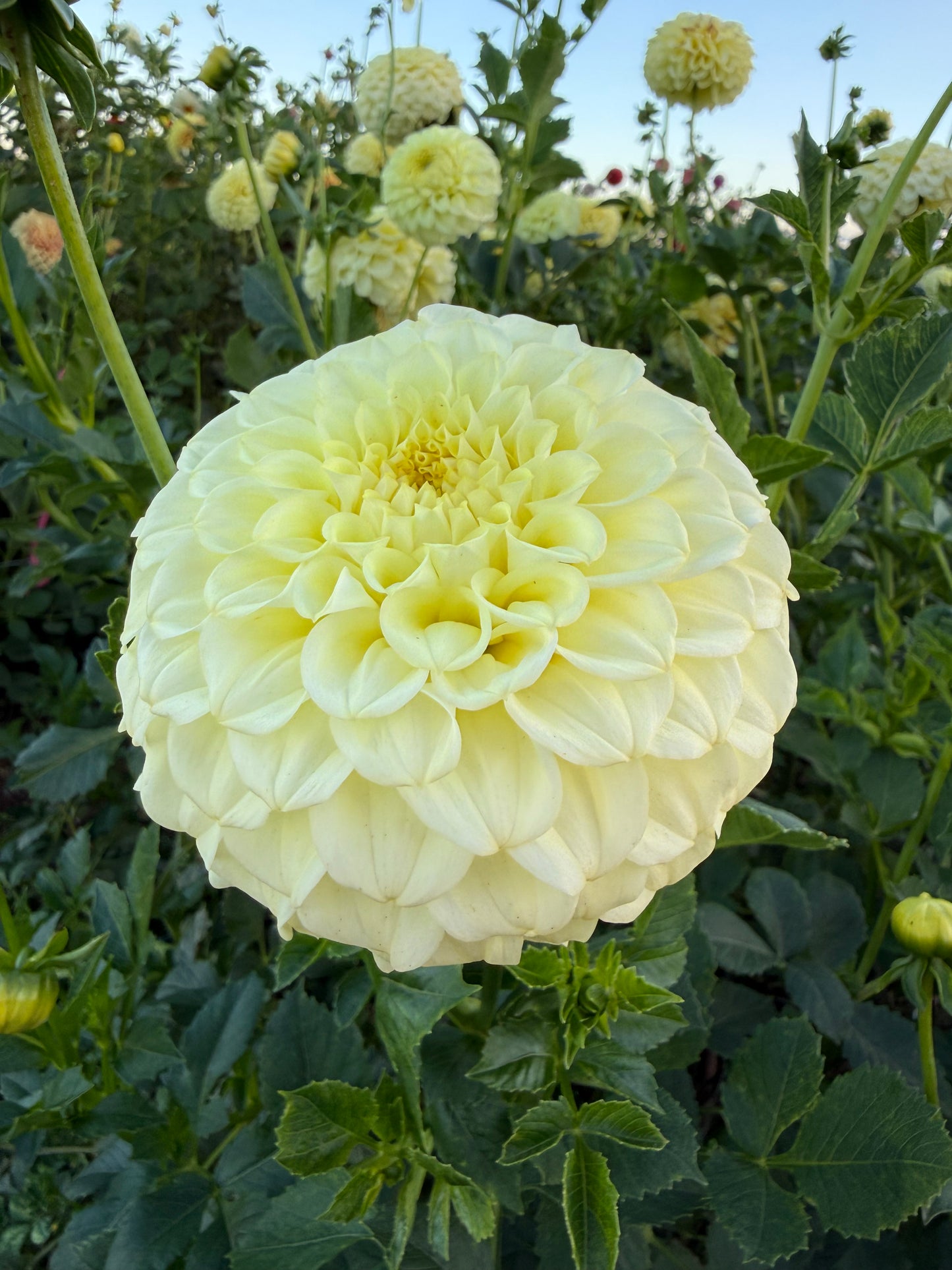 Florelie Winter Sunshine