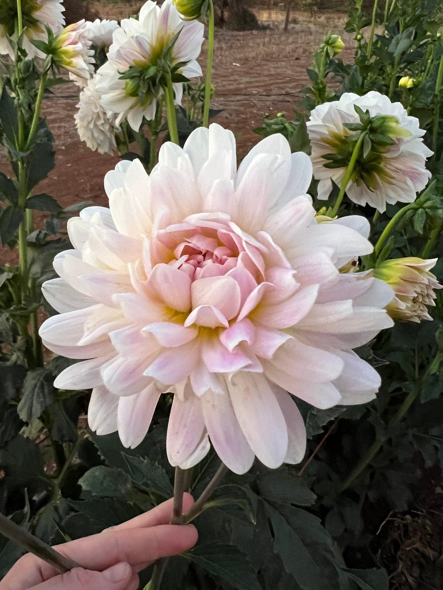 Kelgai Ann - 1 per household