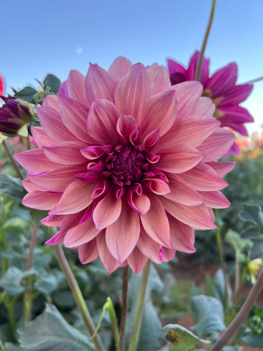 Everbloom Rosè