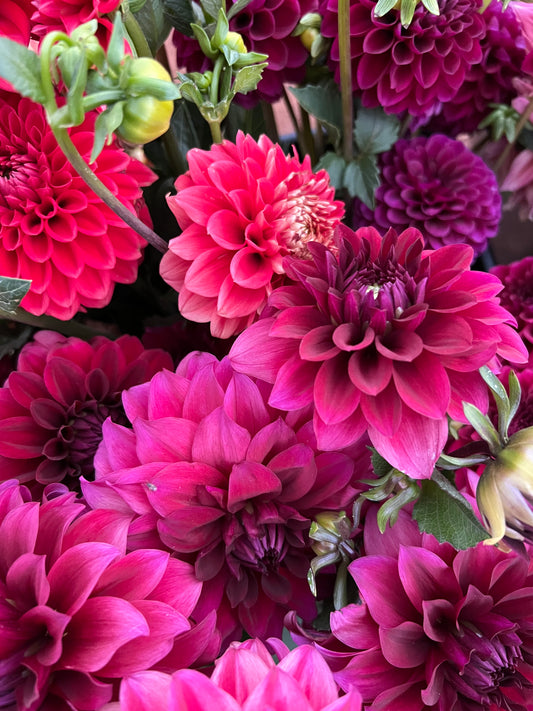 Black Embers