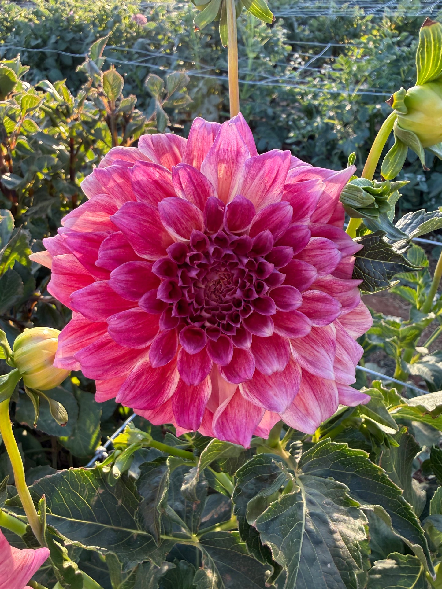 Winkie Rhubarb