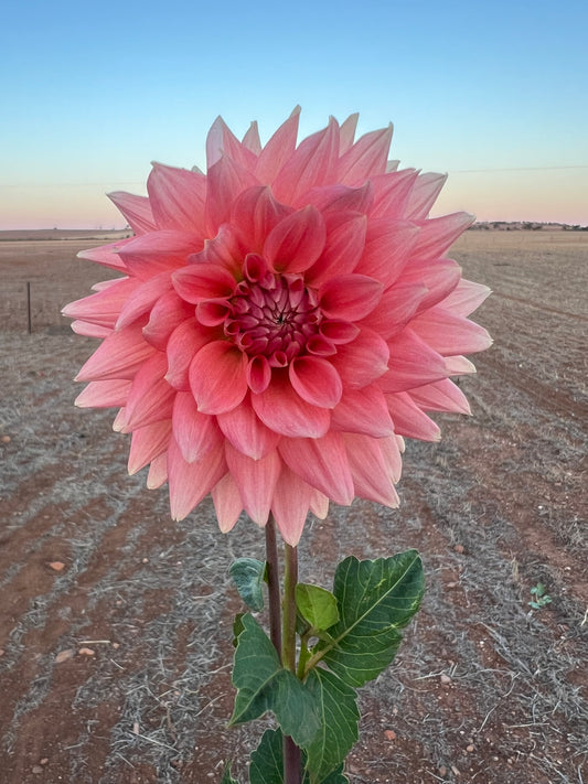 African Peach