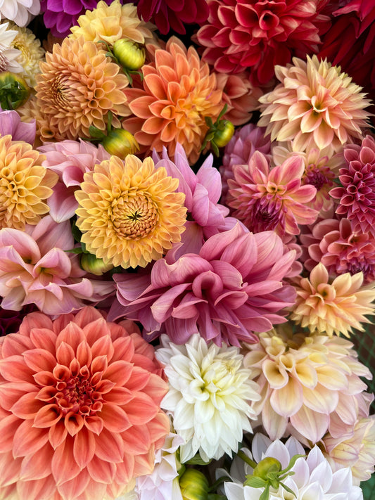 Dahlia Pack 1