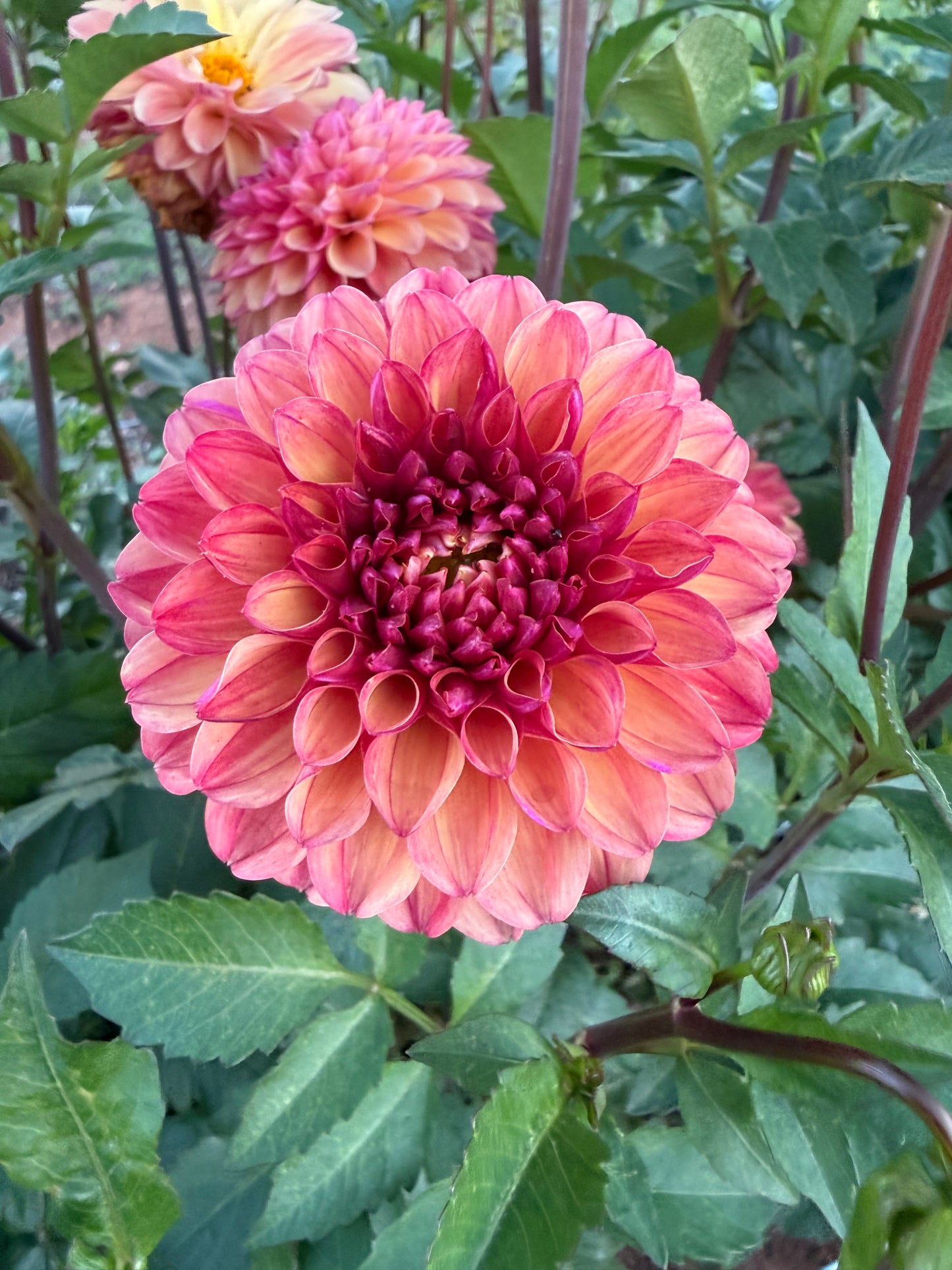 Unknown Burnt Orange