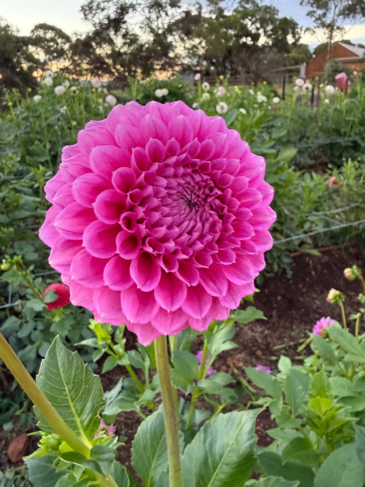 Bracken Rose