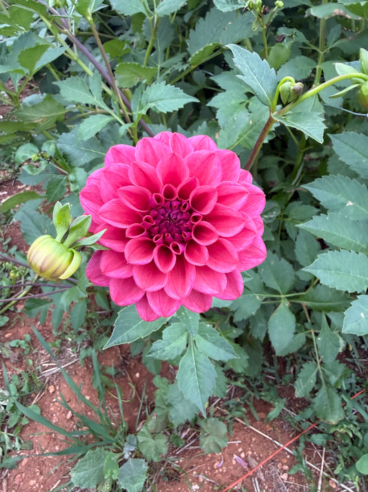 Dusty Rose