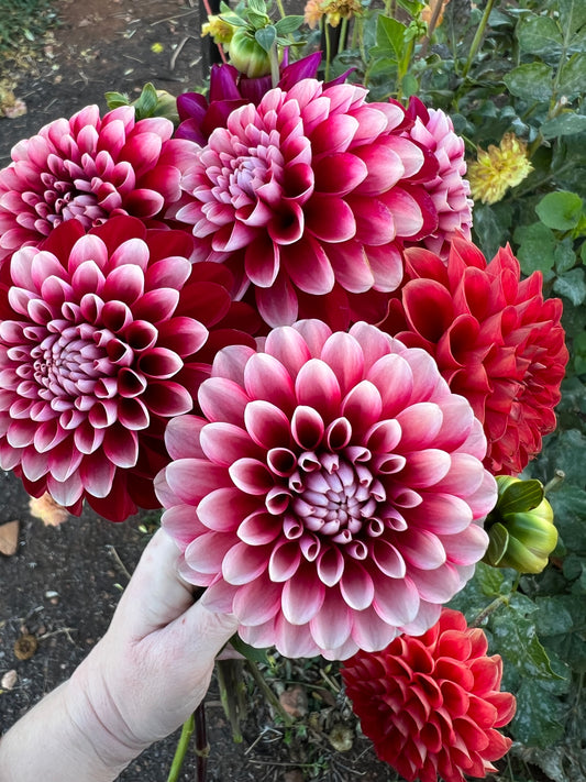 Florelie Cosmic Romance (N/A 2025)