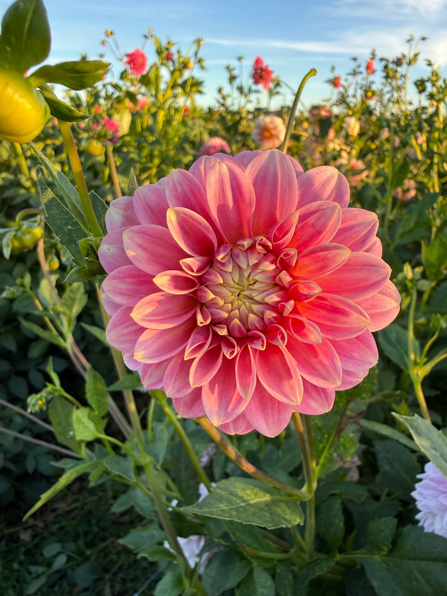 Florelie Strawberry Shortcake