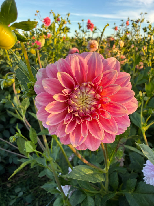 Florelie Strawberry Shortcake