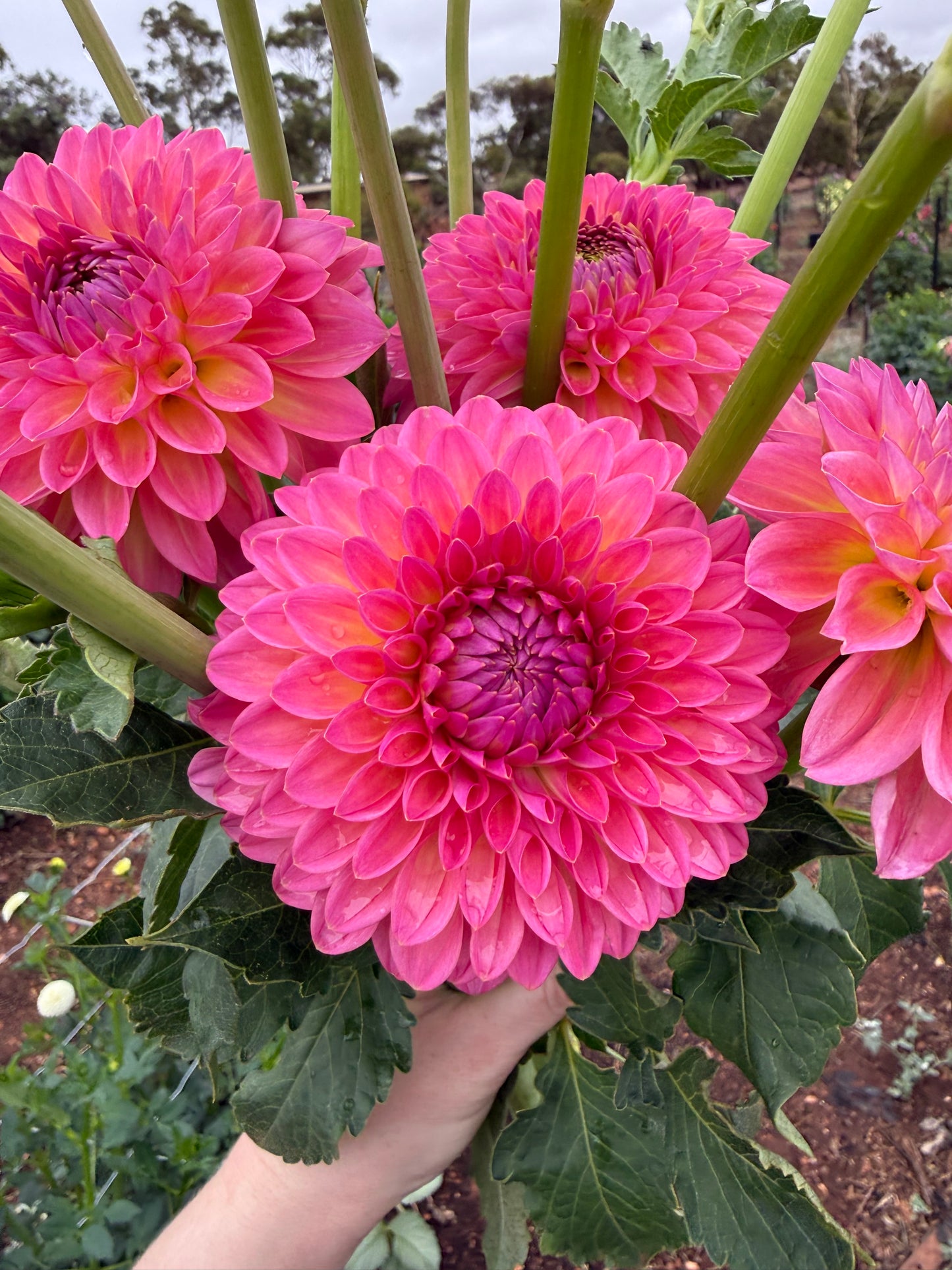 Pink Suffusion