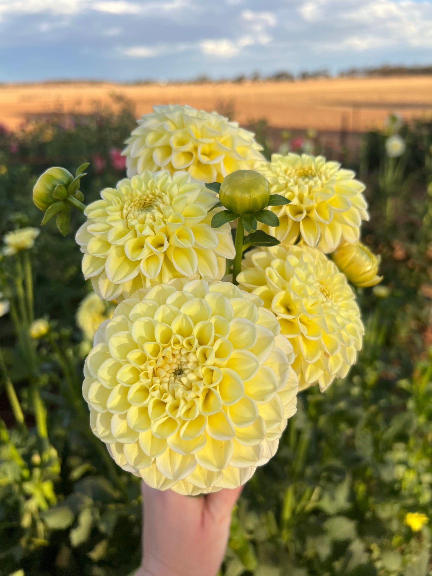 Gosia Pastello Seeds