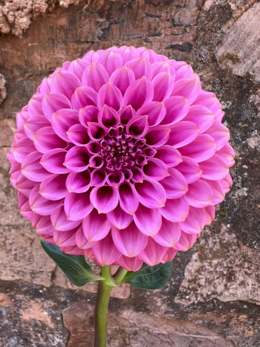 Florelie Omen